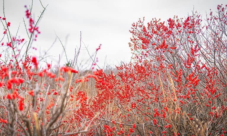 The 9 Best Shrubs for Zone 6 Shade Gardens - A-Z Animals