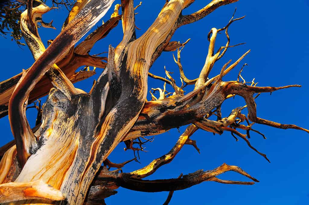 Detail of a bristlecone pine tree at the Ancient Bristlecone Pine Forest, Bishop, California, USA