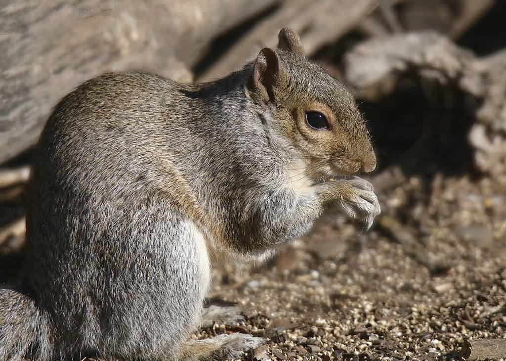 Squirrels spend much of their time on  terrains that may not yield clear pawprints.