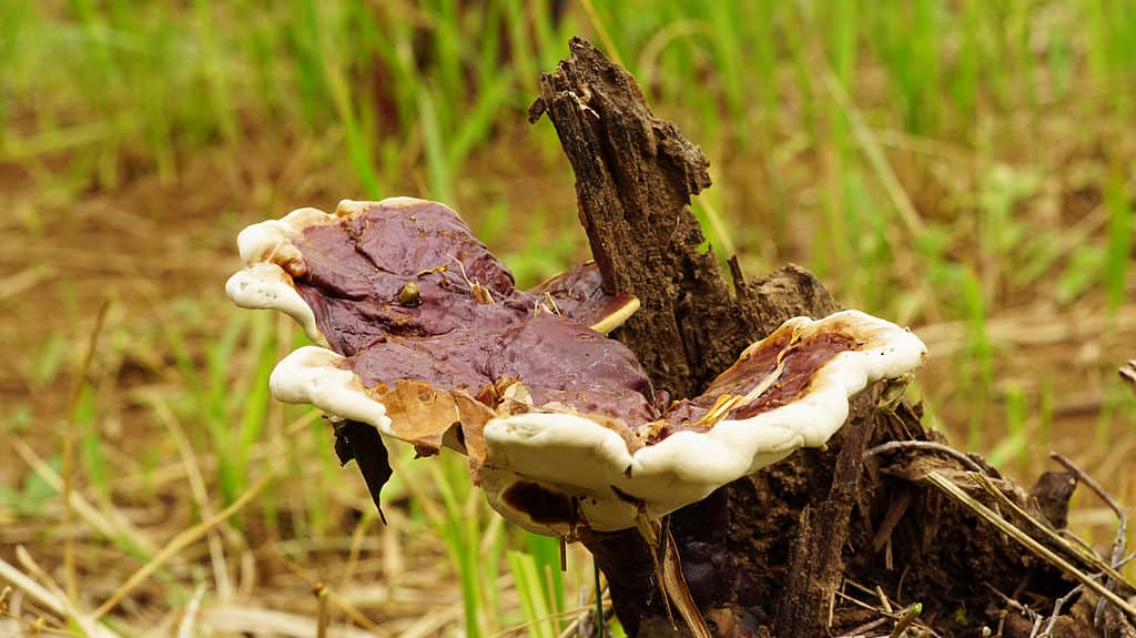Ganoderma sessile (reishi) mushroom