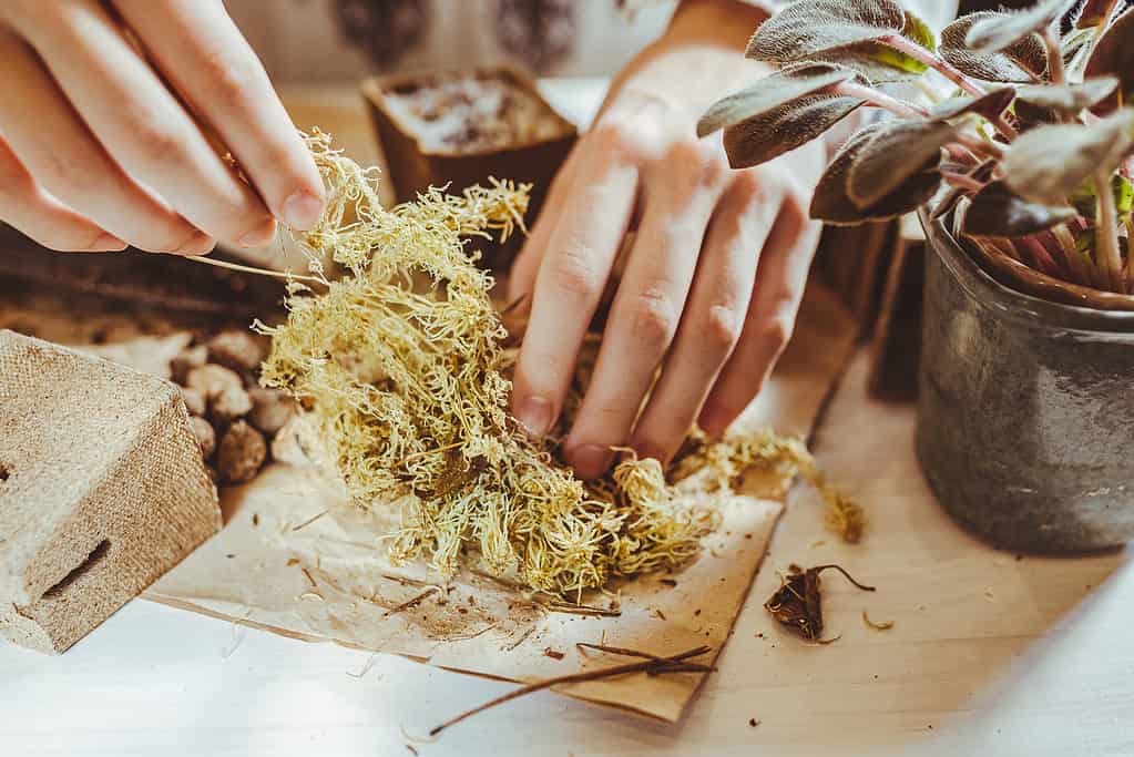 Person adding sphagnum moss to flower pot to improve soil quality