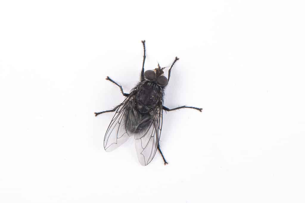 black fly or blackfly