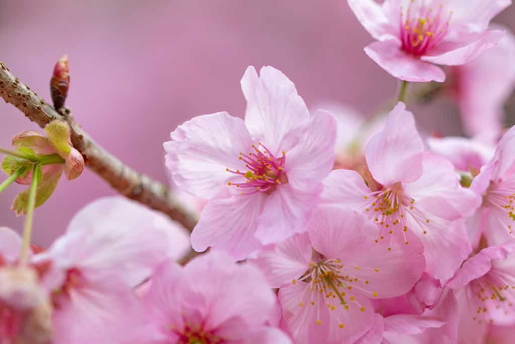 Close-up of a cherry blossom