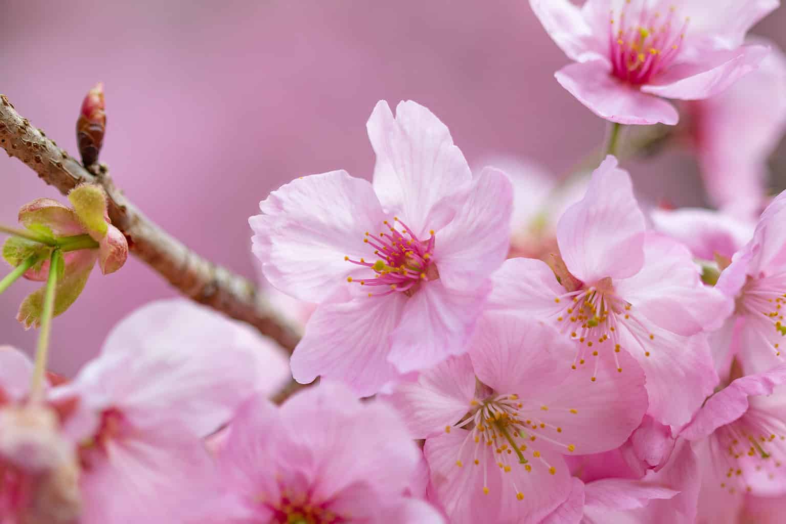 Cherry Blossoms In California When They Bloom And Where To See Them   IStock 1371963385 1536x1024 