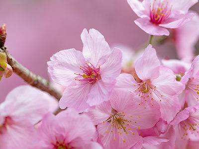 A Cherry Blossoms in Ohio: When They Bloom and Where to See Them