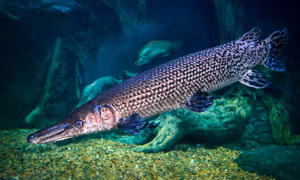 Spotted Gar, Ancient, Animal, Animal Stage, Animal Wildlife