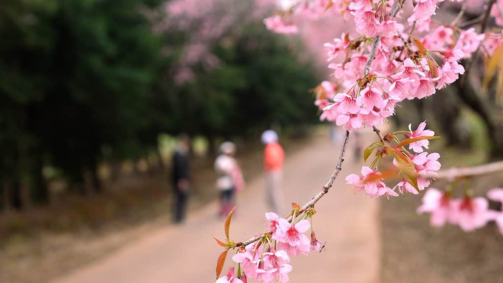 Spring season with full bloom pink flower travel concept. Tourists come to sakura or cherry blossom. Tree branches with pink flowers, in blurred background people tourists walk and take pictures