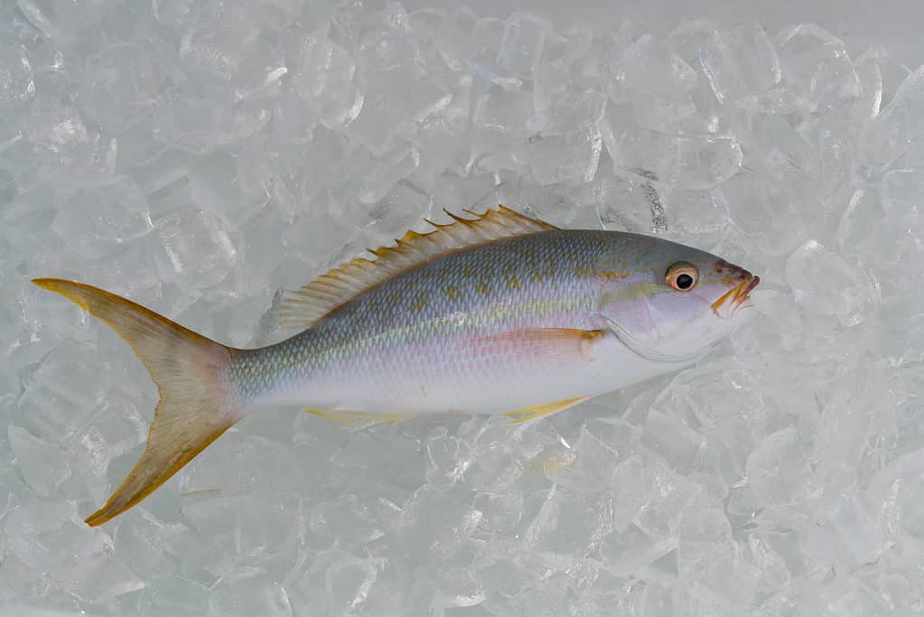 Yellowtail snapper on ice