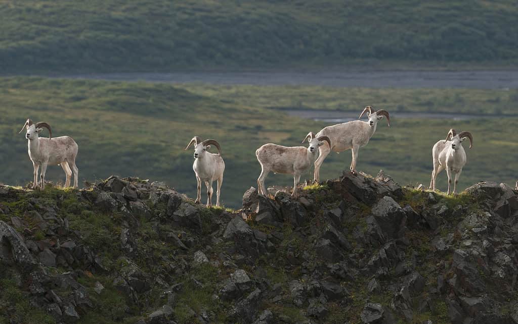 Dall Sheep (Ovis dalli dalli) in Alaska