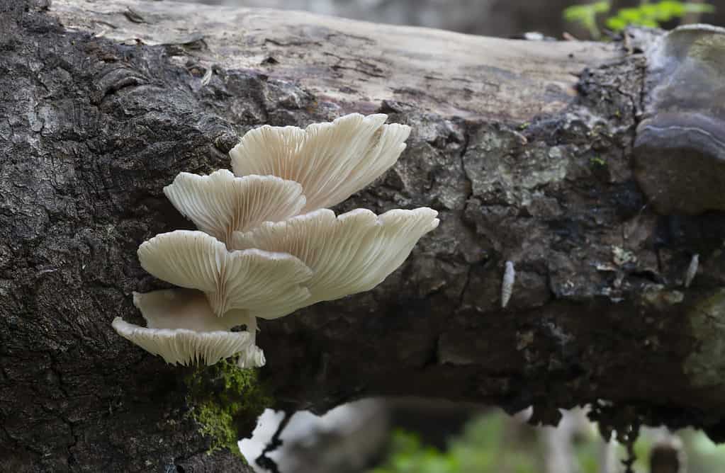 Oyster mushroom, Pleurotus pulmonarius