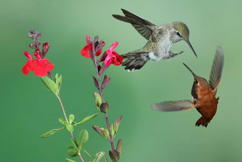 Two Anna's hummingbirds, one male (colorful green and gold) and one female (brown) face each other, hovering in the air near a red flower.