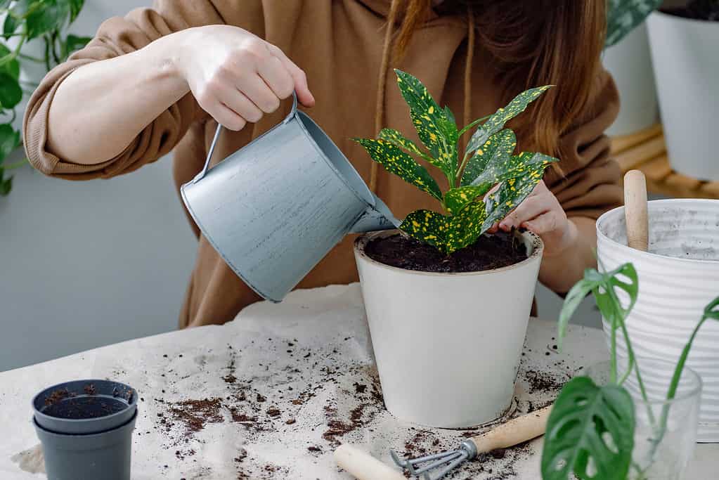 A person watering a young croton plant with a metal watering can