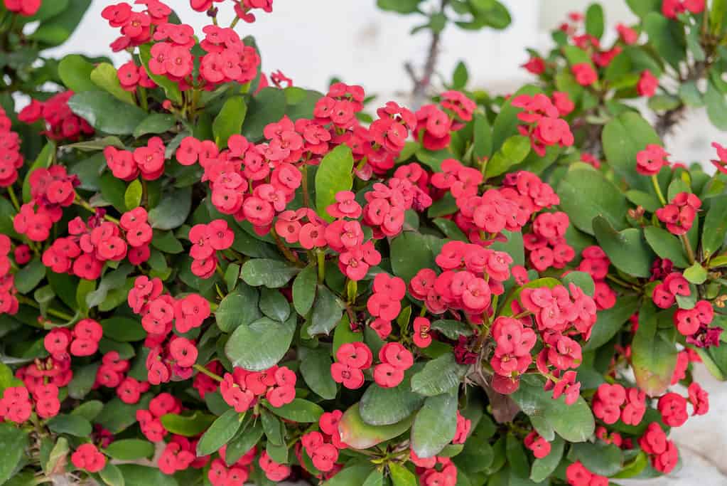 Crown of thorns, Christ plant (Eurphorbia milii).