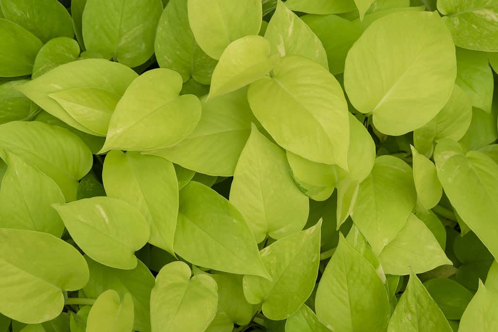 A closeup of yellow-green neon pothos leaves