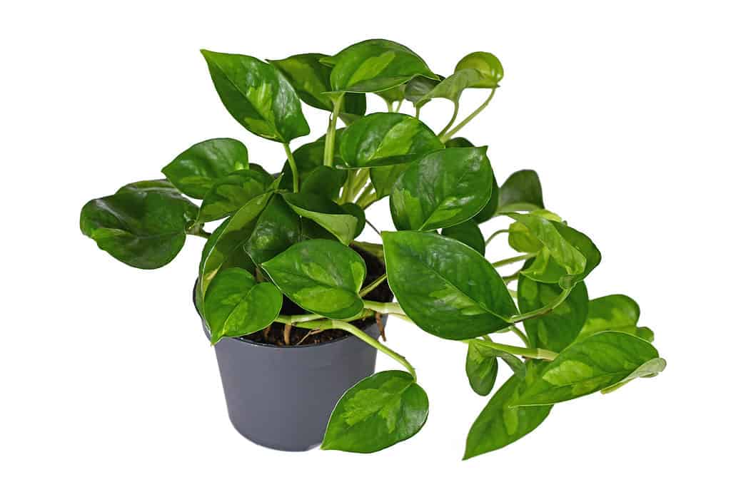 A global green pothos in a pot against a white background