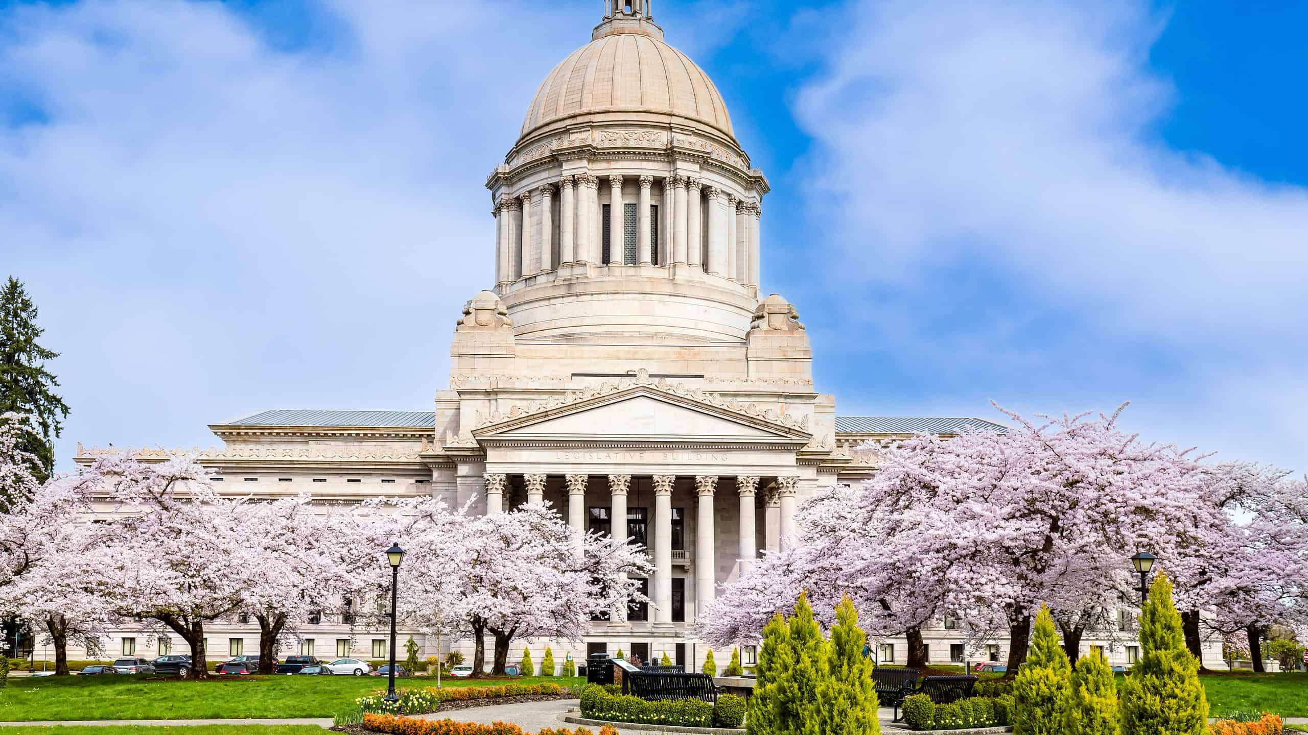 Yoshino Flowering Cherry Trees outside the Legislative Building, Olympia, Washington