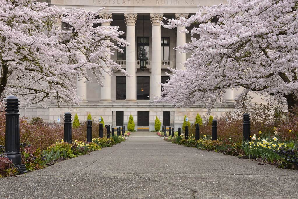 Cherry blossoms In Olympia, Washington, USA