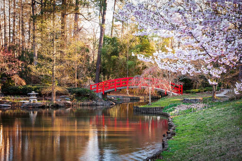 Spring at Sarah P. Duke Gardens