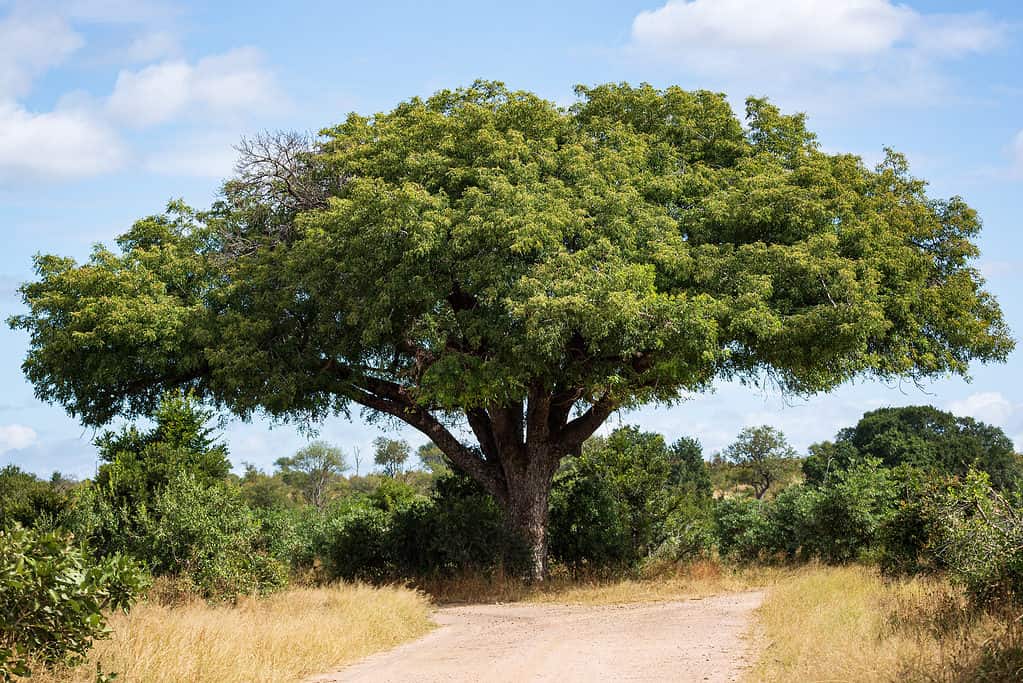 Marula tree (Sclerocarya birrea)