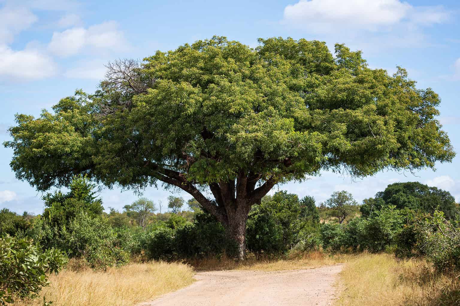 9 Incredible Trees Native To South Africa A Z Animals