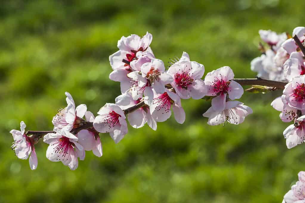 Close up of pink cherry blossoms on a branch against a blurred green background