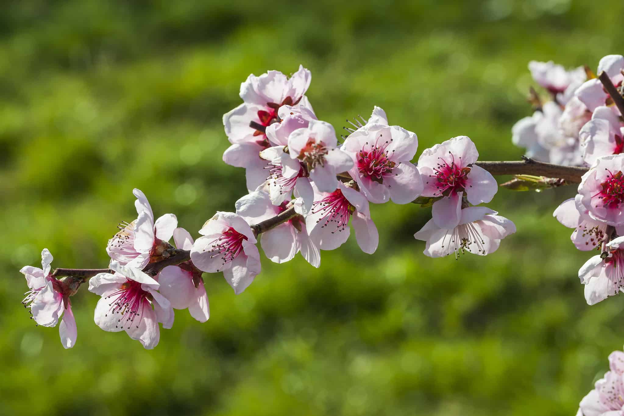 Cherry Blossoms in Pennsylvania When They Bloom and Where to See Them
