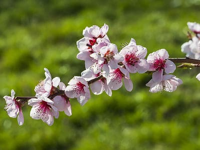 A Cherry Blossoms in Wisconsin: When They Bloom and Where to See Them