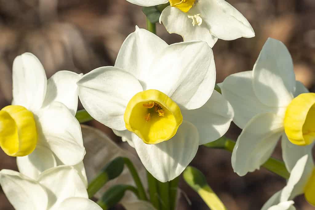 'Avalanche' Tazetta Daffodil