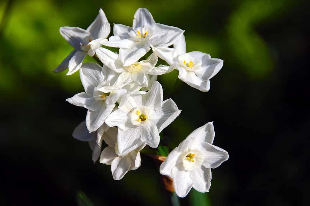 'Ziva' Tazetta Daffodils