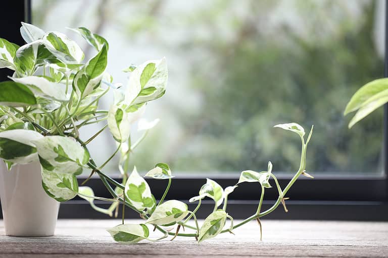 A closeup of the leaves of a potted variegated pearls and jade pothos plant.