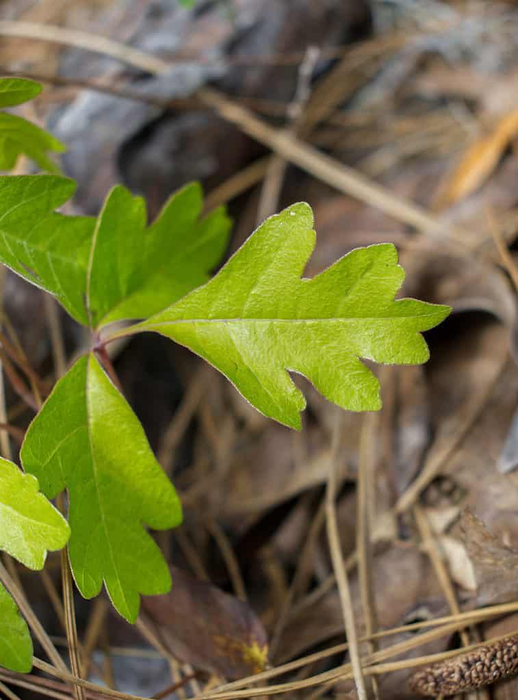 Close up of wild Poison oak - TOXICODENDRON PUBESCENS - also known as Atlantic poison oak, oakleaf ivy, or oakleaf poison ivy, is a low-growing, upright shrub