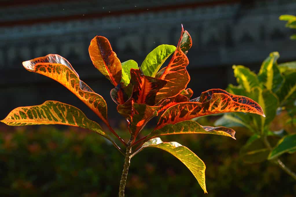 A closeup of a croton plant or Codiaeum variegatum plant's leaves growing outside