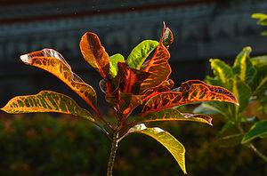 Growing A Croton Plant Outdoors photo