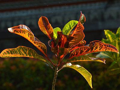 A Growing a Croton Plant Outdoors