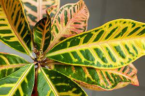 9 Croton Varieties: Popular and Rare Houseplant Types Picture