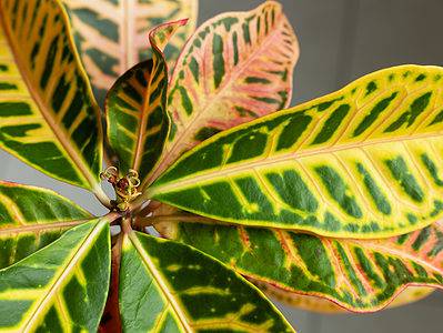 A 9 Croton Varieties: Popular and Rare Houseplant Types