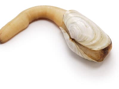 A Discover The World’s Largest Geoduck