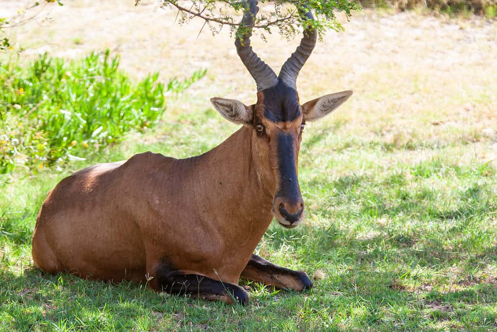 Hartebeest on grassy savannah