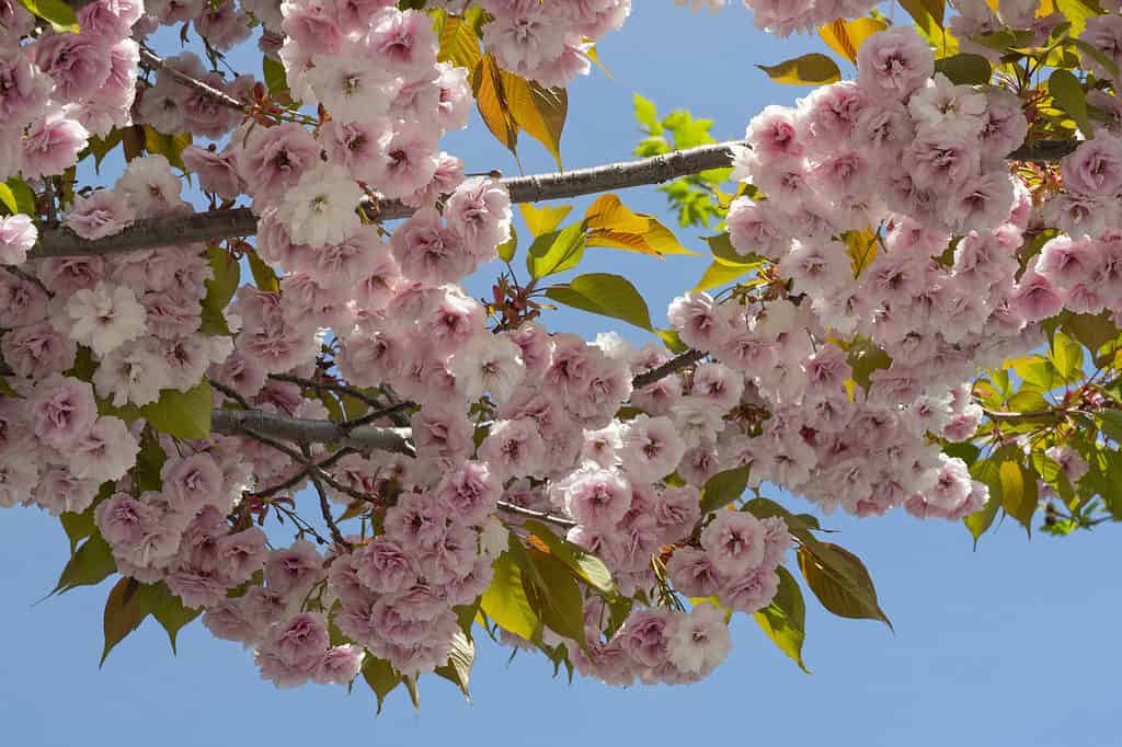 Cherry blossoms against a blue spring sky