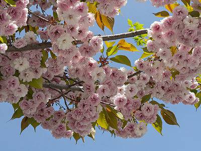 A Discover The National Flower of Japan: Cherry Blossoms
