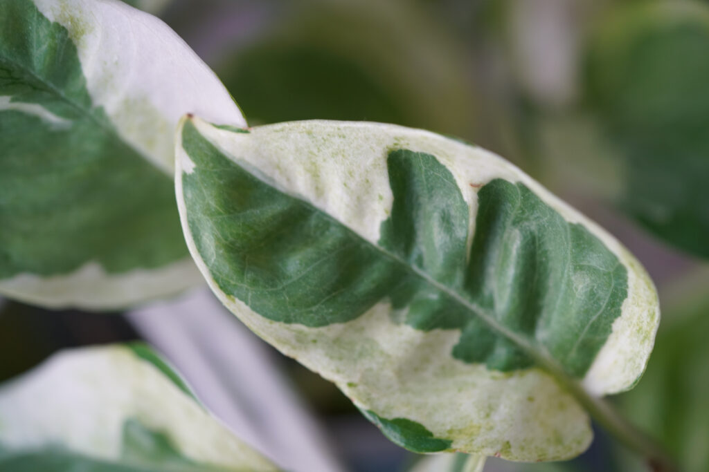 A closeup of a variegated leaf of an N'Joy pothos variety.