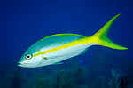 Yellowtail snapper
