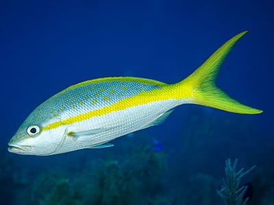 A Yellowtail Snapper