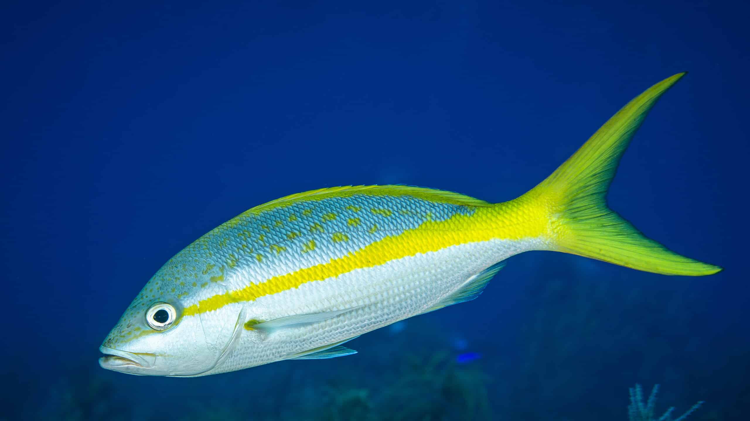 Yellowtail Snapper Fish Facts  Ocyurus chrysurus - A-Z Animals