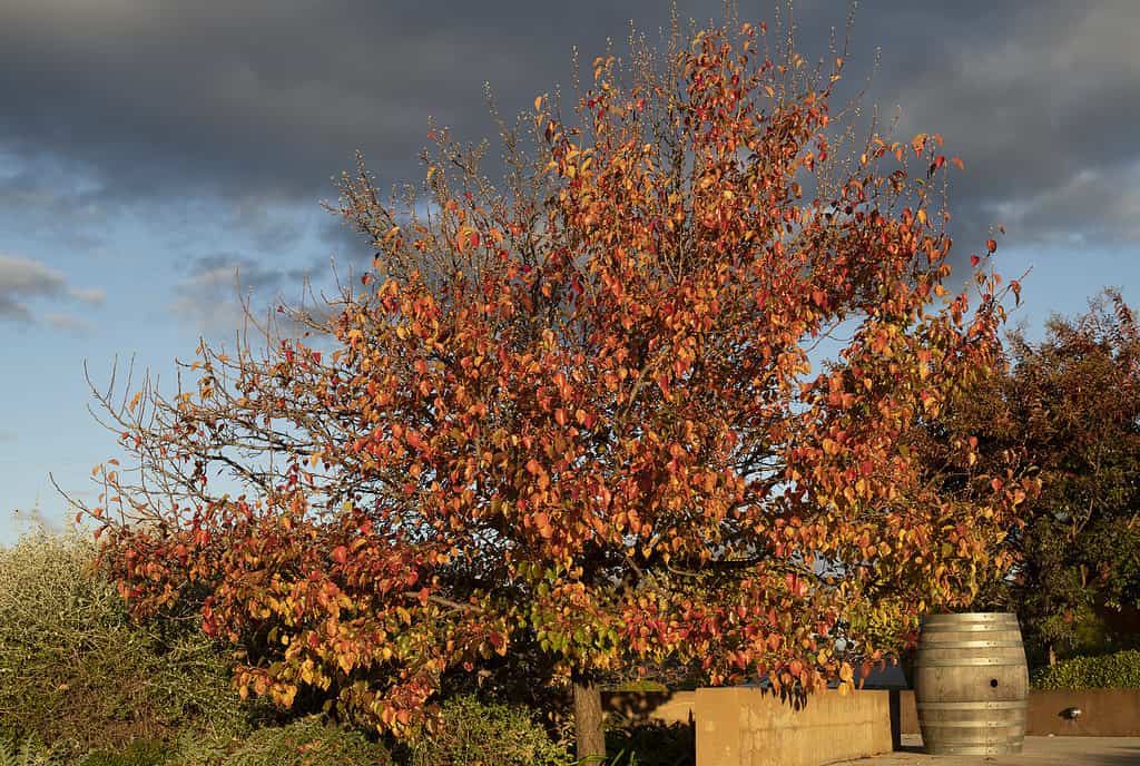 Tupelo tree in with blazing orange autumn leaves against stormy evening sky.