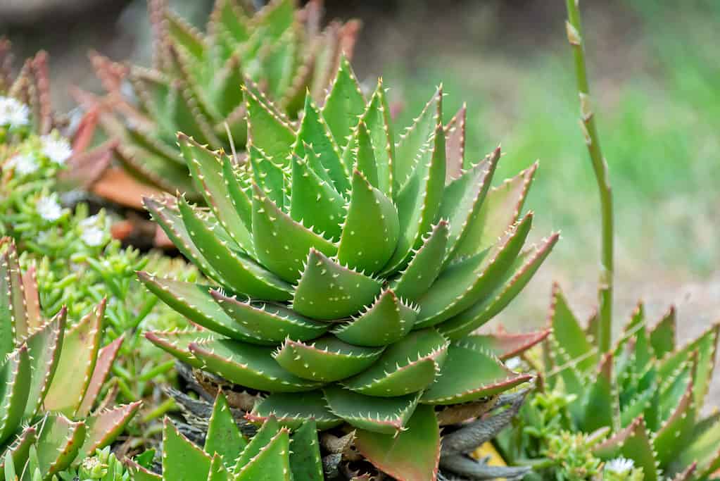 Aloe mitriformis là một lô hội lùn