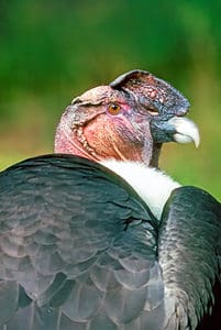 Discover the National Bird of Ecuador Picture