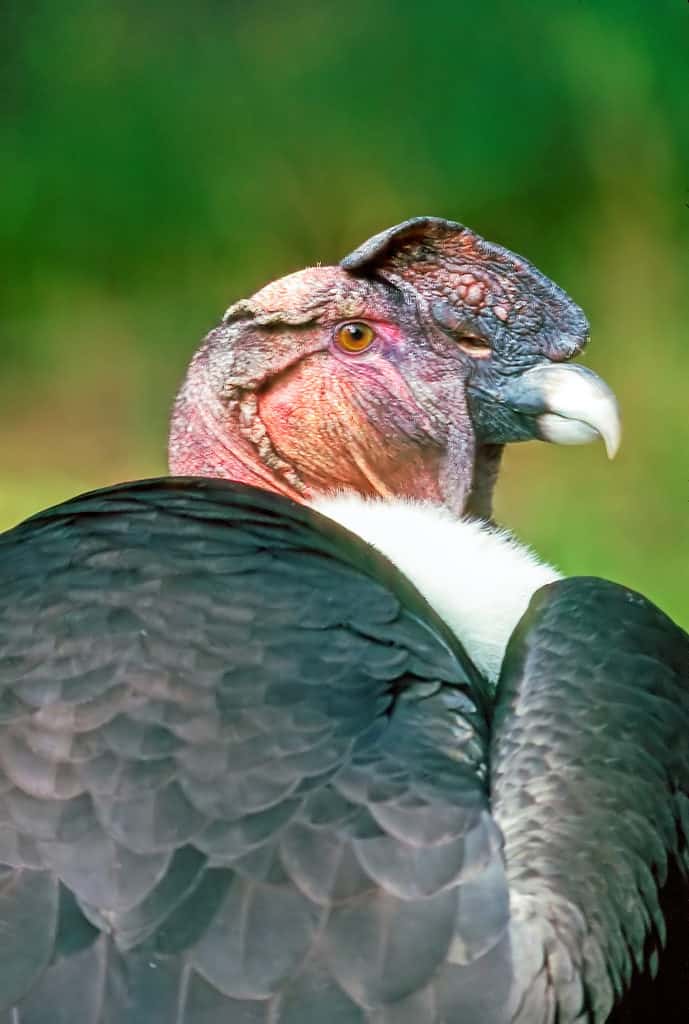 Close up of a Andean Condor