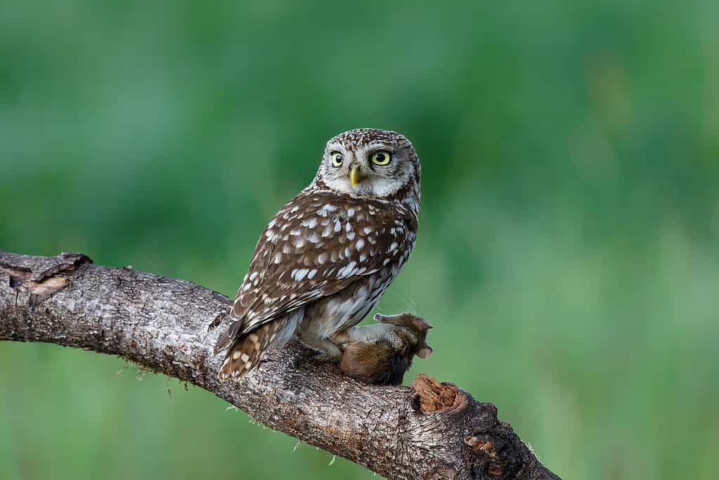 Little owl (Athene noctua) sitting on a branch