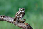 Little owl (Athene noctua) sitting on a branch.